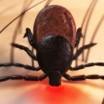 Ticks, Bartonella, Lyme disease